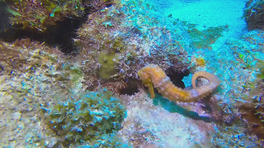 Seahorse